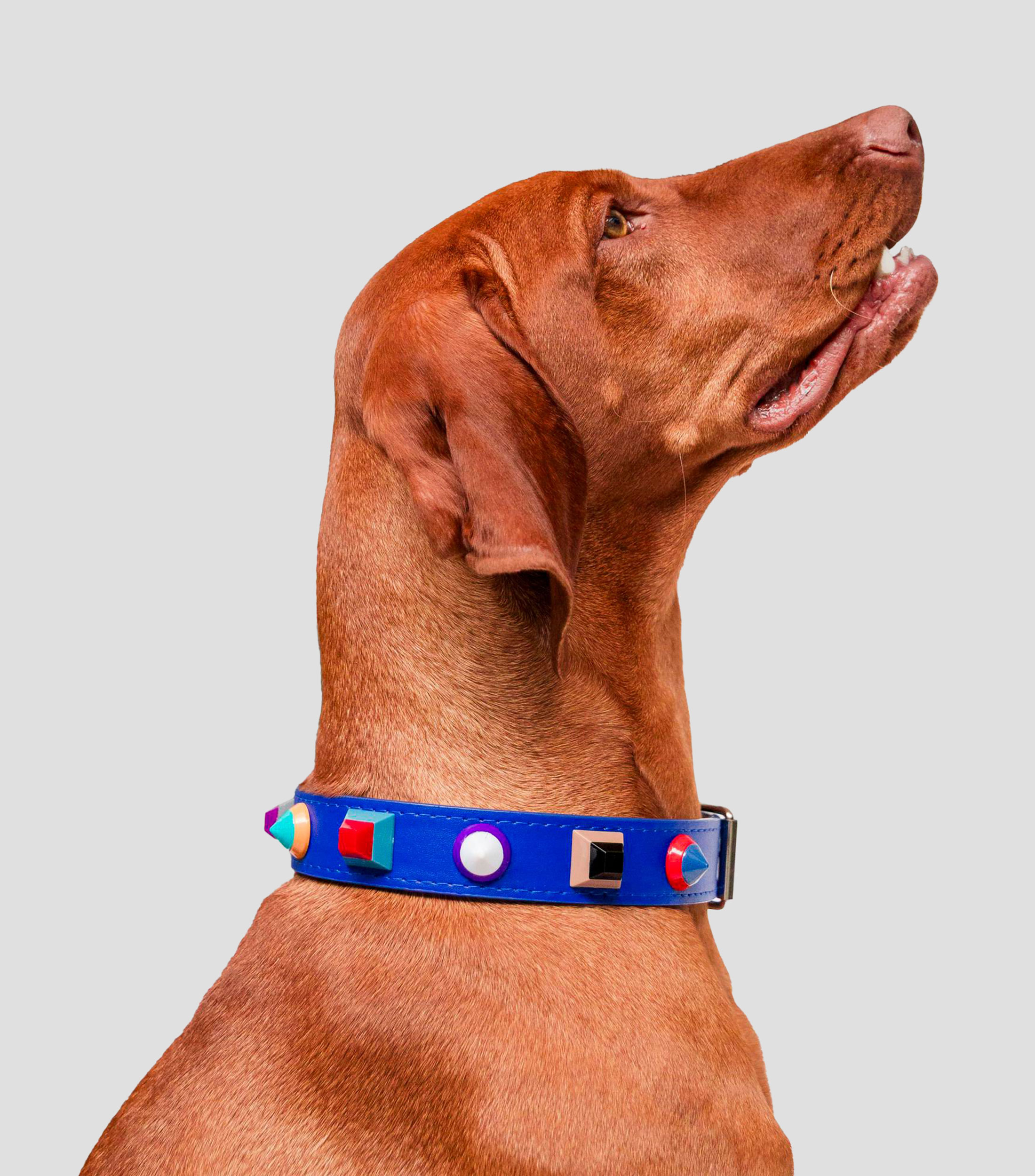 Collar para perro XL Rainbow